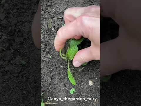 How to get more flowers on verbena bonariensis