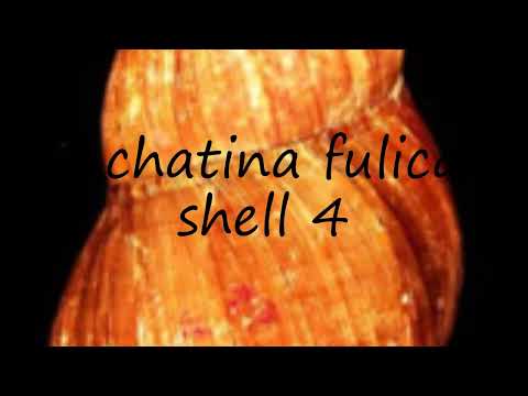 How to pronounce Achatina fulica shell 4 in English?
