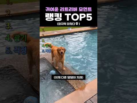 귀여운 리트리버 모먼트 랭킹 TOP5