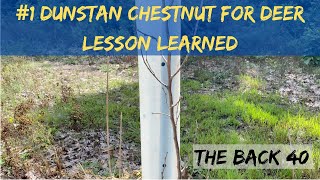 #1 Dunstan Chestnut Tree for Deer Lesson