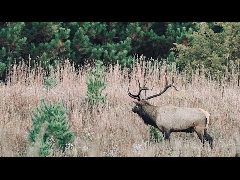 Wisconsin Elk: The Return of the King