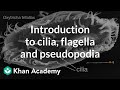Introduction to cilia, flagella and pseudopodia | Cells | High school biology | Khan Academy