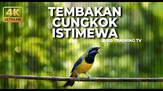 Download lagu 🔴 Live Cucak Cungkok Gacor Full Isian Materi Mewah Roll Speed Tembakan Tuntas mp3
