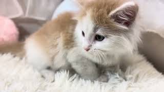 ノルウェージャンフォレストキャットの動画01