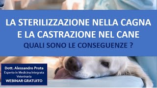 La sterilizzazione nella cagna e la castrazione nel cane :quali sono le conseguenze?