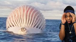 swollen whale explodes on camera..