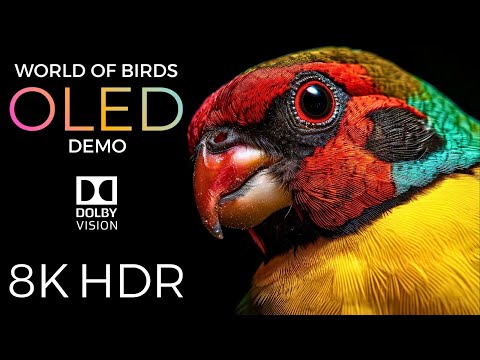 World of Birds OLED Demo HDR 8K Ultra HD Dolby Vision™ 60fps