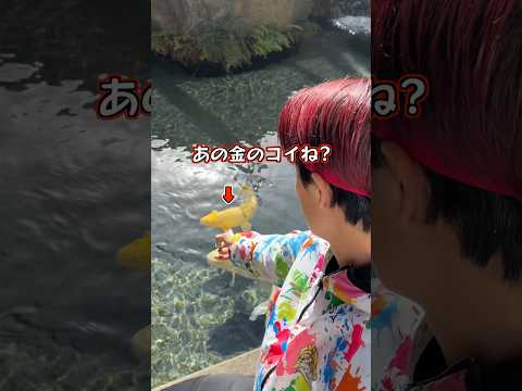 金のコイにおやつを食べさせろww#shorts