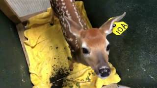 Fawn care 101
