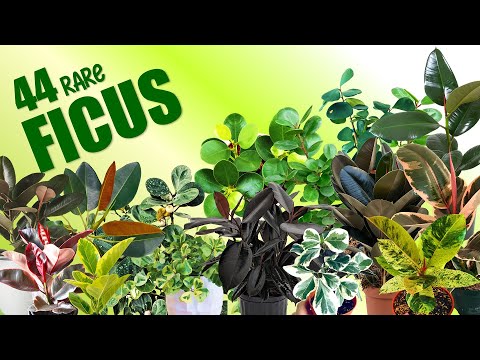 , title : '44 FICUS SPECIES PLUS SHOUT OUT TO MY AWESOME COMMENTATORS | HERB STORIES'