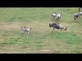 Wildebeest Border Collie
