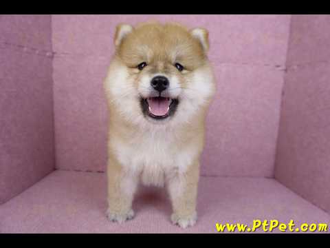 11/19赤色長毛柴犬母幼犬(新竹竹東)