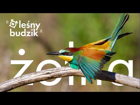 Leśny Budzik - Żołna