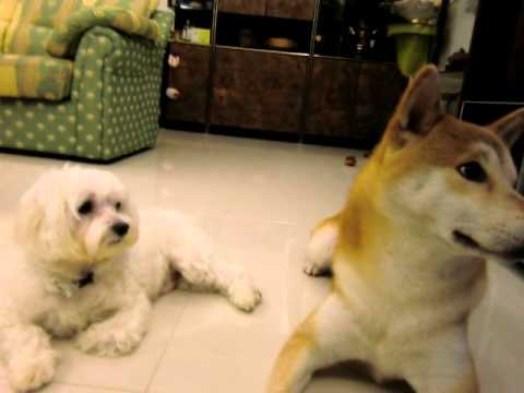 乖乖的kUMA跟弟弟~(原發表者:kumababy)(影片)