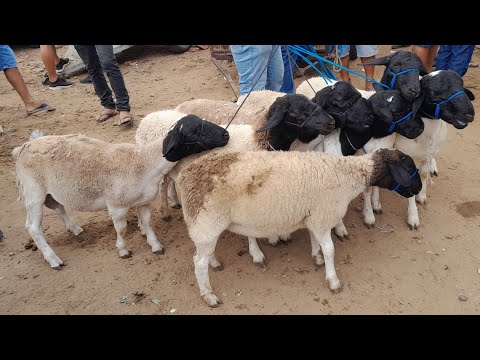 Feira de Animais da Vila do jerimum,Taquaritinga do Norte Pernambuco 01/03/2026.