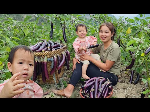 Duong Cung Be makes dried cassava - Harvests eggplants to sell at the market | Chúc Thị Dương