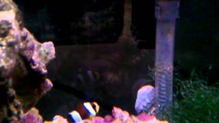 Clarkii clowns &#39;Lois and Clark&#39;