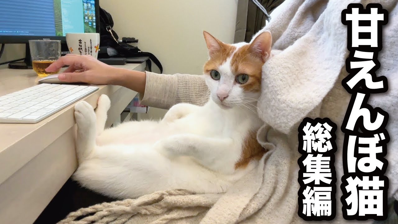 今夜は甘えんぼ猫を満喫してください…30分たっぷり総集編☆