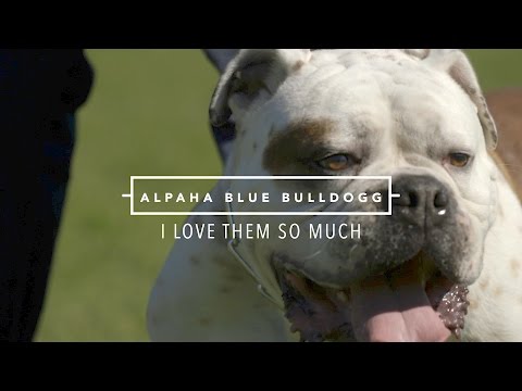 download lagu mp3 mp4 Alfalfa Bulldog, download lagu Alfalfa Bulldog gratis, unduh video klip Alfalfa Bulldog