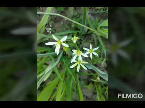Fresh flowers at my home....
