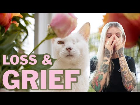 Euthanasia, Loss, and Grief of a Companion Cat