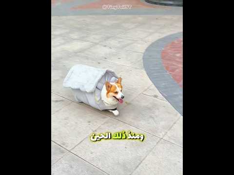 هذا الكلب كان يحمل بيته معه أينما ذهب 🐶