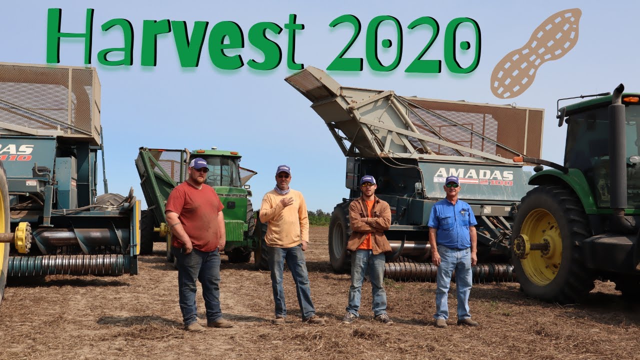 Sunshine Finally, Let’s Pick Peanuts!