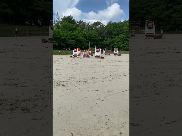 Ruin Selle Français Te koop 2015 Donker bruin / bai ,  GERMINO D'ELLE