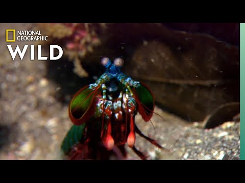 image-Are mantis shrimps edible?