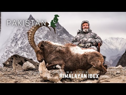 Hunting at 12,000ft | Himalyan Ibex | Ron Whitton