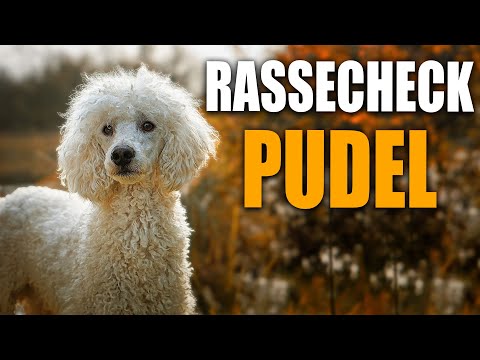 Pudel Rassecheck , Zwergpudel, Großpudel Rasseportrait, Rassebeschreibung, Informationen zur Rasse