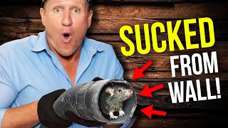 The ULTIMATE way to get rid of Rats inside walls & ceilings… (sucking & snapping)