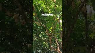 Download lagu PANEN DUKU DI KAMPUNG #tabir #merangin #merangin mp3