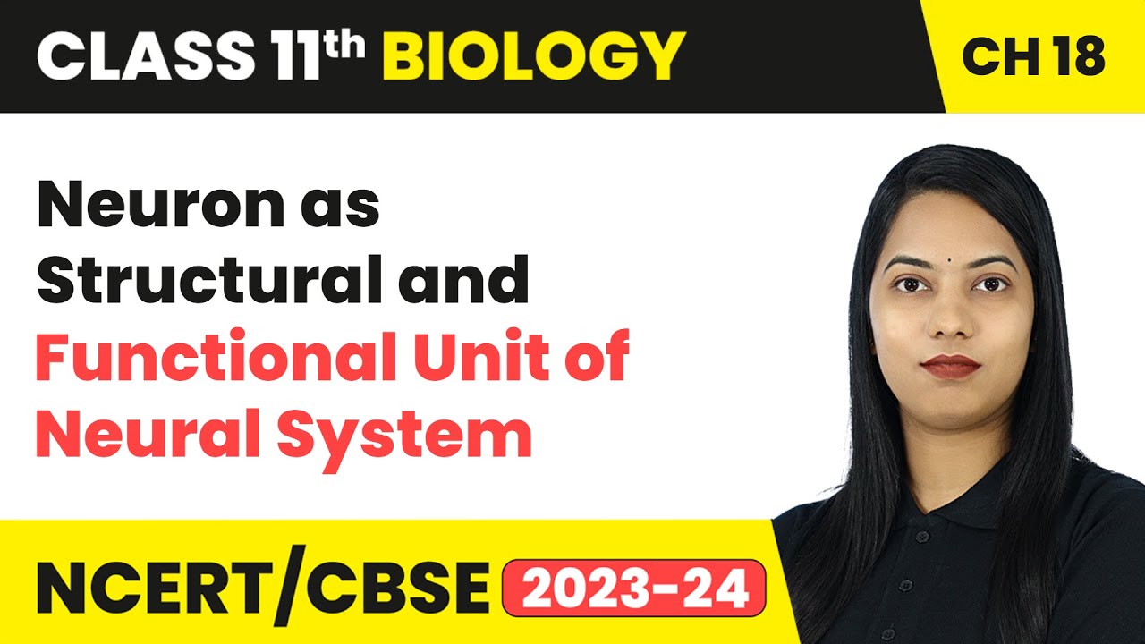 Neuron as Structural and Functional Unit of Neural System - Neural Control & Coordination | Class 11