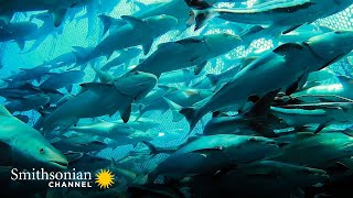 This Sustainable Off-Shore Cobia Fish Farm Sells Millions 🐟 Impossible ...