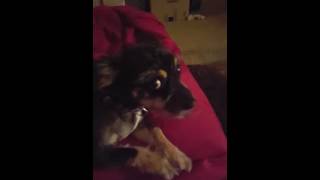 trump is stressing out animals to.
"SOSO" Our rescue dog who saved us.