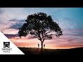 Pola & Bryson - Alkaline