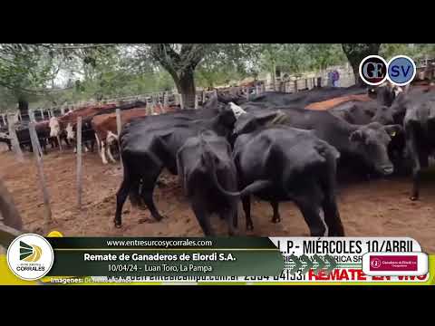 10-04-24 - Remate de Ganaderos de Elordi S.A. - Luan Toro, La Pampa
