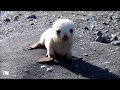 Baby ALBINO Seal Playing On The Beach!