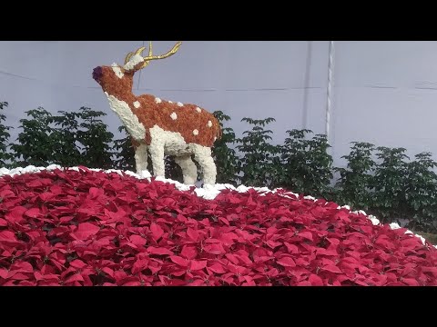 Pune Flower Exhibition 2026 | Flower Exhibition Pune 