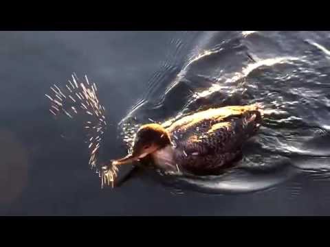 Gloria the Loon Release - Wild at Heart