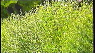 Lotta biologica classica