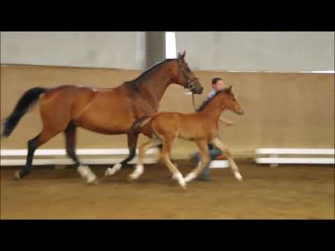 Stf. Quantensprung x Ampere 30 Tage alt.  www.stöcker-verkaufspferde.de