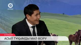 Асыл тұқымды мал өсіру