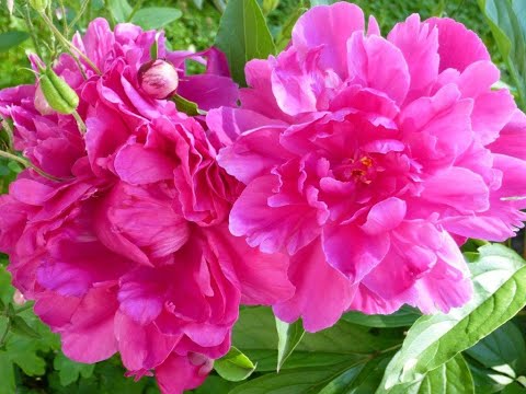 Andacht 23.05.2021 (Pfingsten)