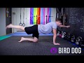 Bird Dog Circles