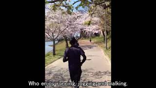sakura in japan(kayoicho koen)