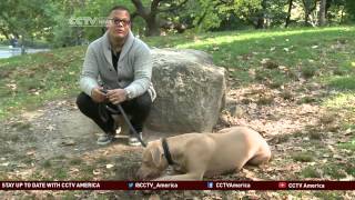 Dog walking business has big payoff