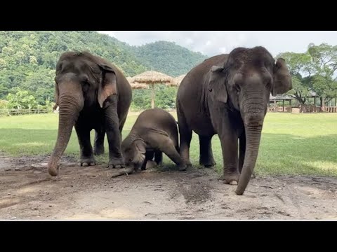 Relaxing afternoon with Wan Mai Family ❤️- EleFlix