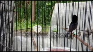 Download lagu Kolibri Ninja Rasa Ciblek Ngebren mp3